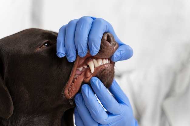 Как возможно заразиться глистами от собаки
