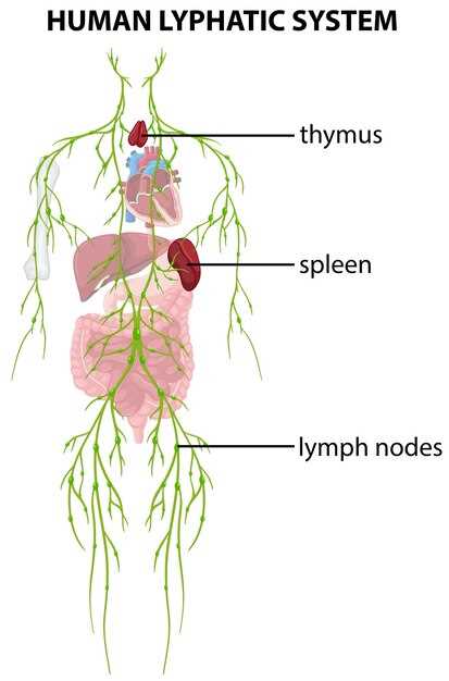 Расположение заушных лимфатических узлов